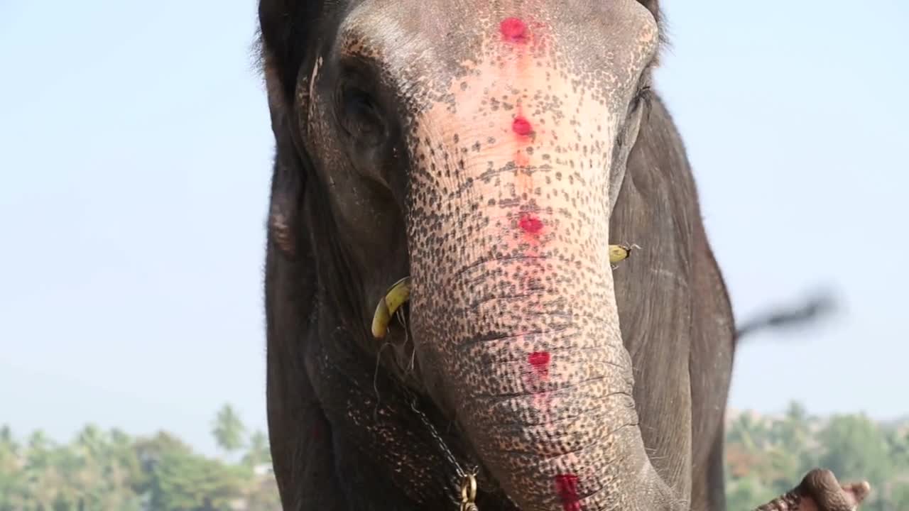 Elephant standing and chewing grass and waving ears