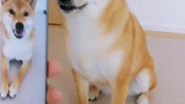 Dogs ,you are know about him