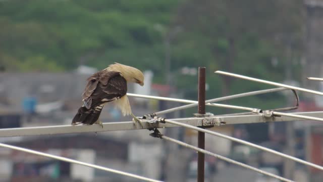 Hungry eagle