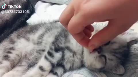 FUNNY ANIMAL VIDEO TIK TOK EDITION
