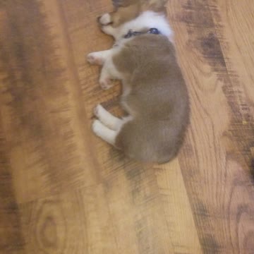 Buck N. Corgi Sleeping