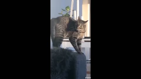Cats and rabbit funny videos 😂
