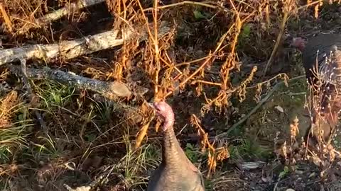 11 PA Gobblers walk under stand