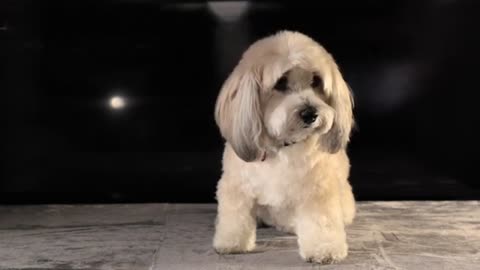 Cute baby dog fanny video