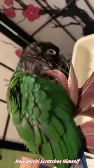 How Machi Scratches Himself