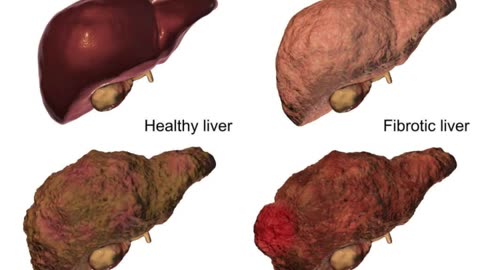 #human #organs #facts #interestingfacts