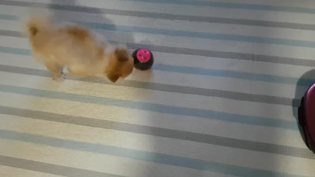 Brown Pomeranian playing with toys at home