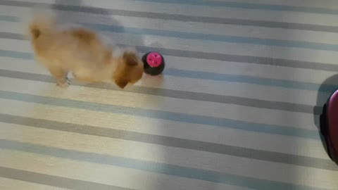 Brown Pomeranian playing with toys at home