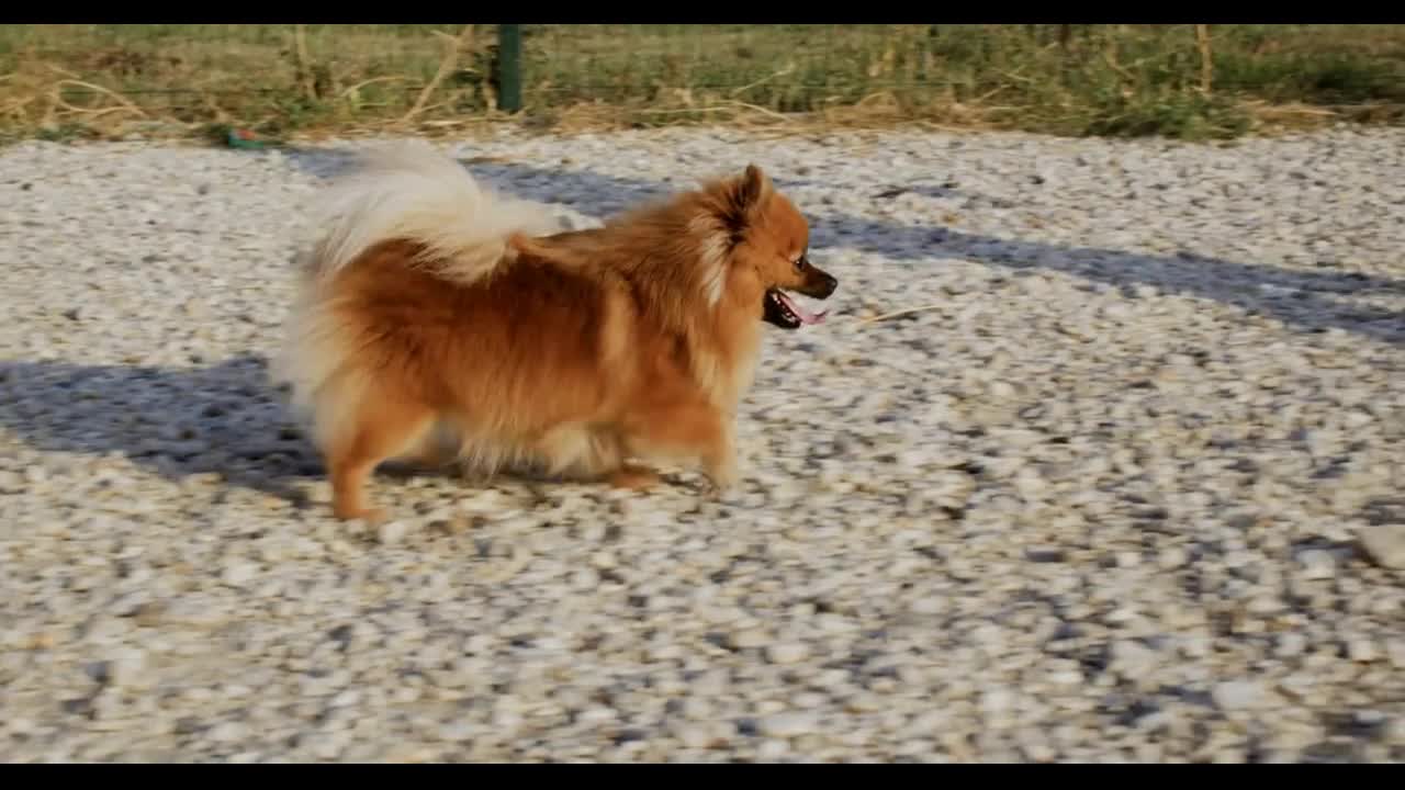 Dog walking near legs of owner at summer day