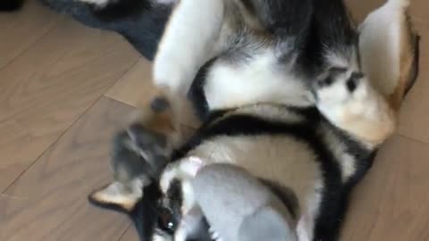 Black dog laying down biting on toy boomerang
