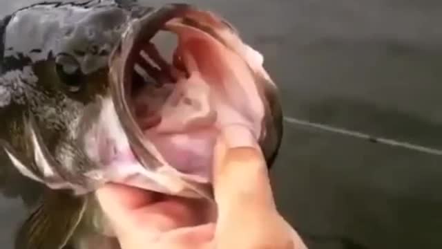 How to take fish by mouth