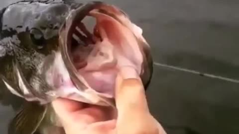 How to take fish by mouth