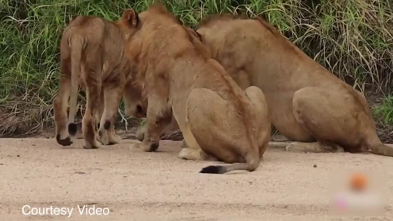 A Crab Baffled the Lions - Lion VS Crab Viral