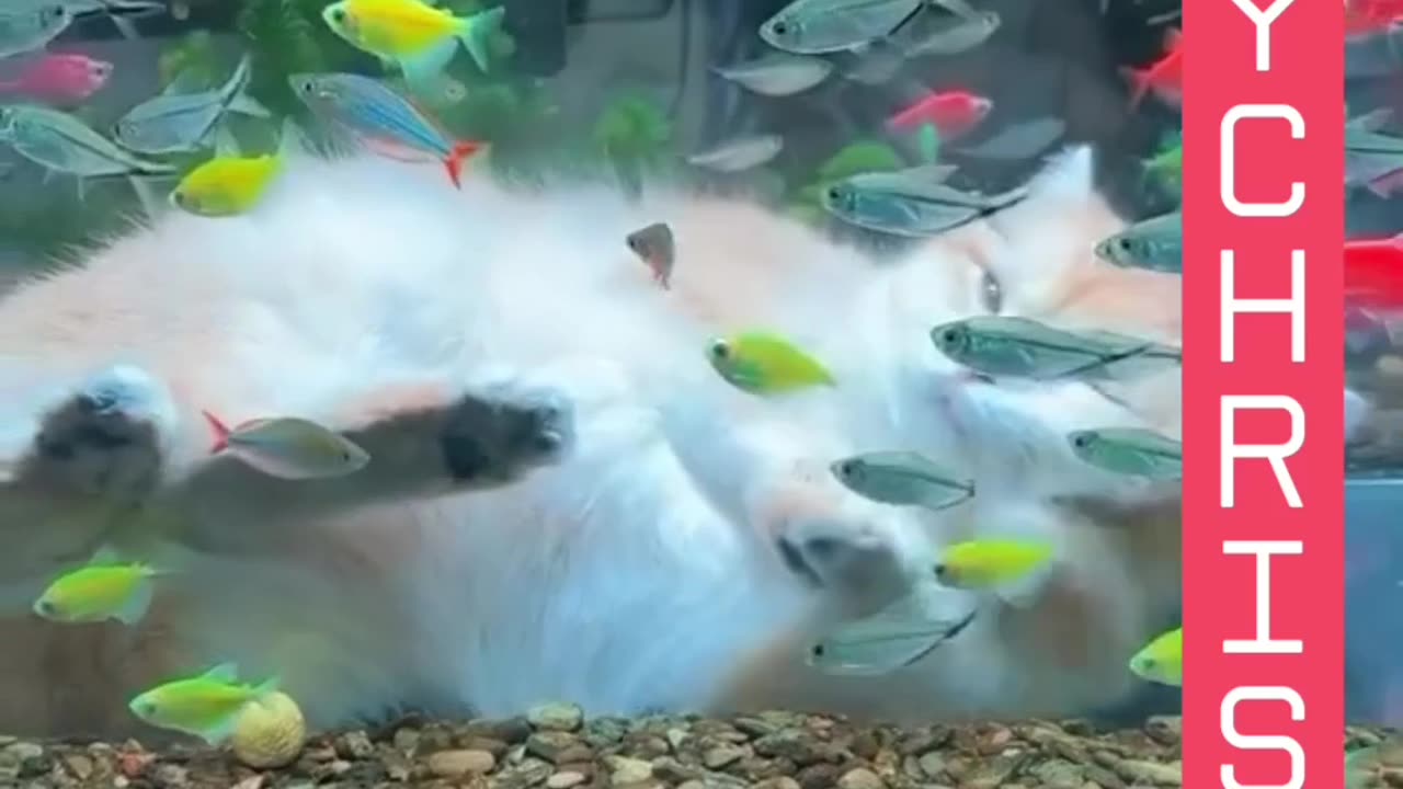 Cat Fish Aquarium