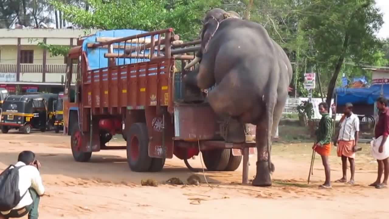 Kerala Elephant Transportation _ (720P_HD).mp4