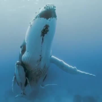 🔴Mother whale Relationships are Thought to Be the Strongest Bond in the Species🐳