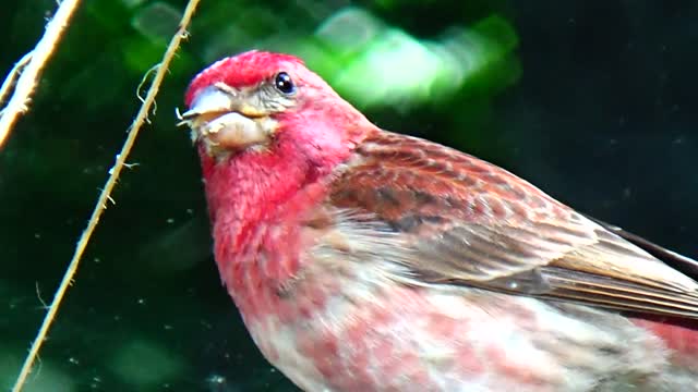 Purple Finch