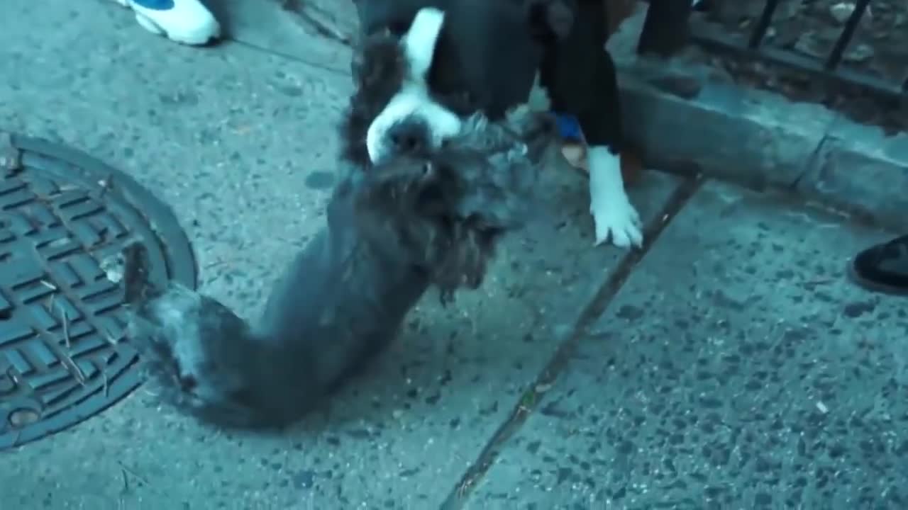 Pitbull attack Dogs - compilation 2022\ # Pittbull_Attack Dogs