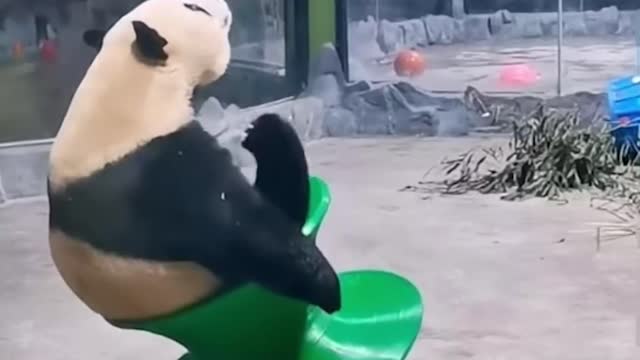 funny panda