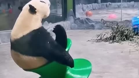 funny panda