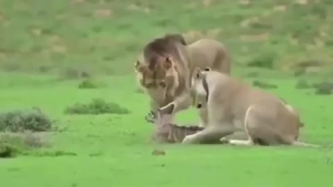 Vegan lions 😂#Funny
