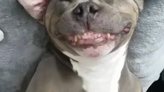Pitbull smiles while getting a bellyrub