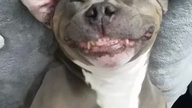 Pitbull smiles while getting a bellyrub