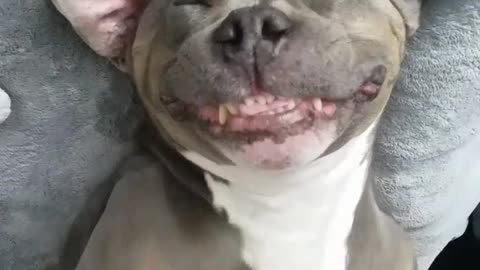 Pitbull smiles while getting a bellyrub