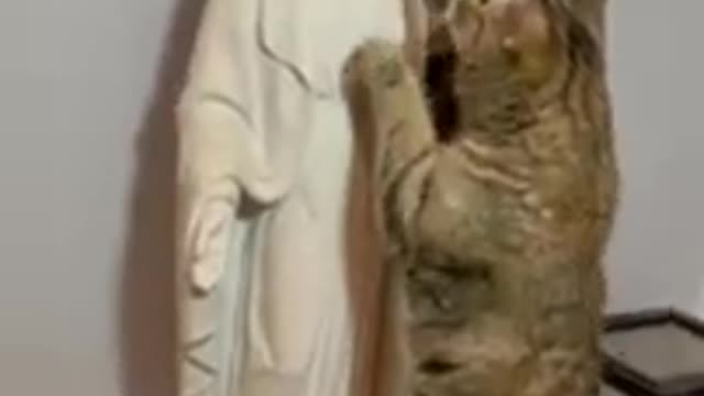 Los Animalitos Reconocen Ah La Madre De Nuestro Señor Jesucristo