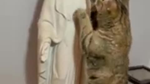 Los Animalitos Reconocen Ah La Madre De Nuestro Señor Jesucristo