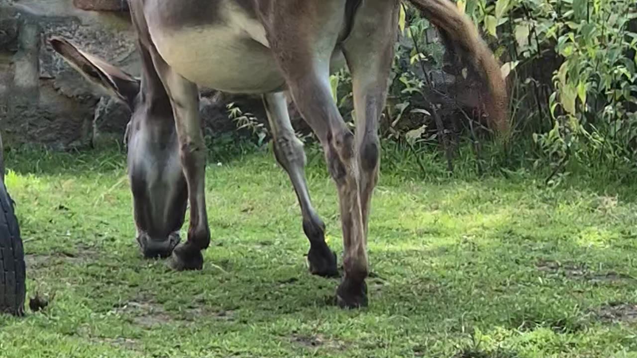 Cute Donkey