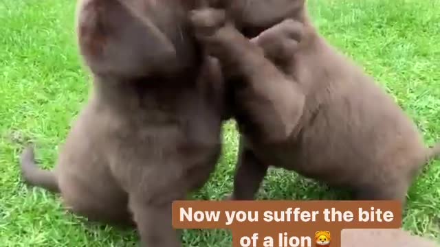 Funny cute puppy