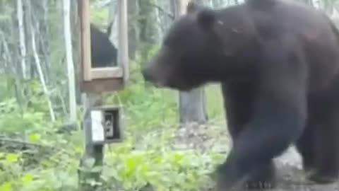 bear reaction to mirror