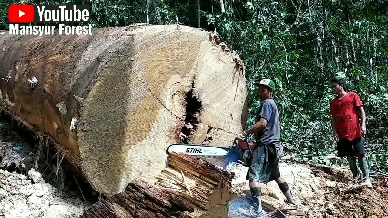 pemototongan kayu besar sampai merinding