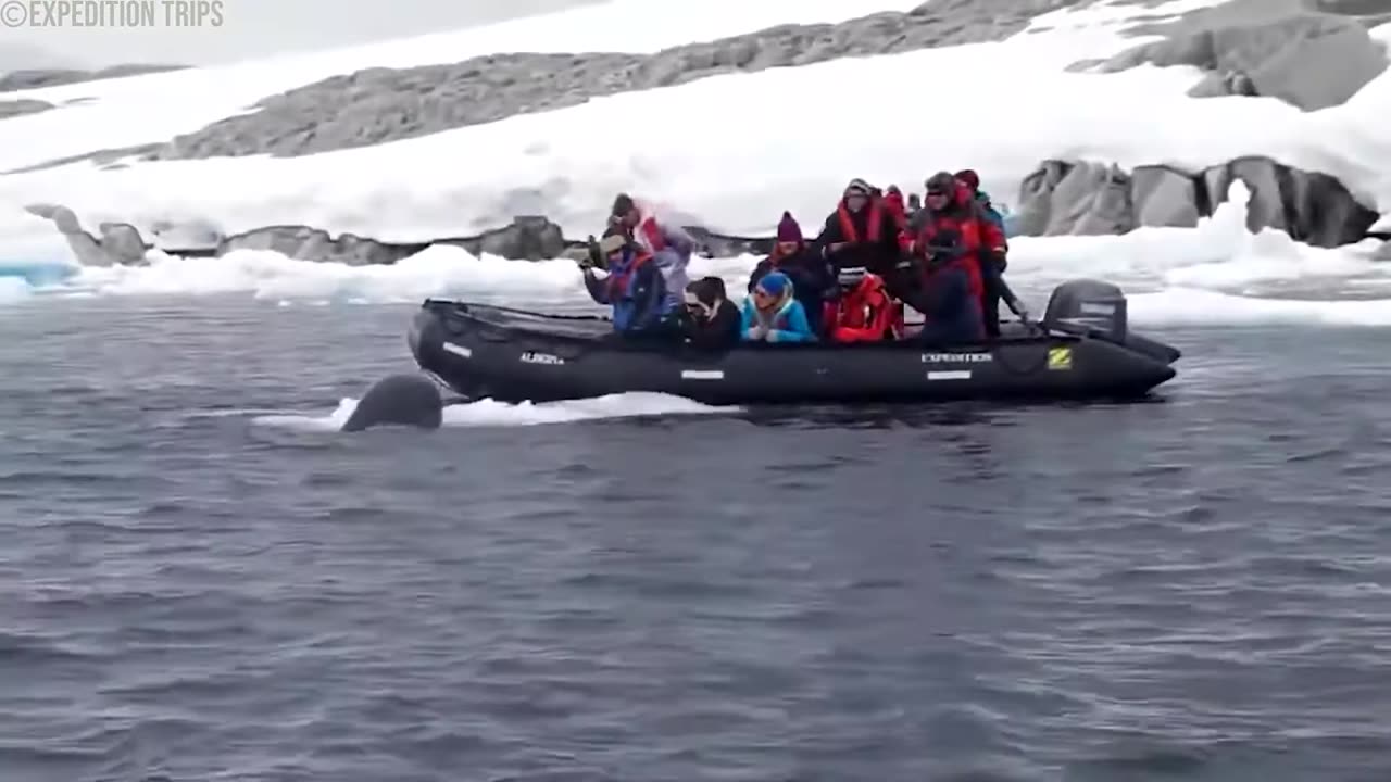 Leopard Seal Shows Why You Must NEVER Go Diving in Antarctica