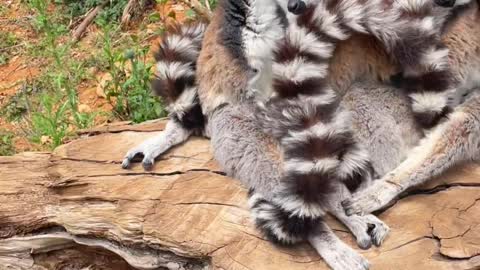 The lemur