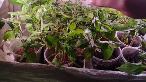 Mid April Seedling Update