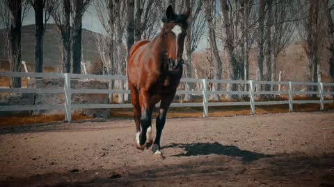 Horse walk slow motion video clip🐎🐎