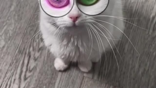 cat do "hello my name is Zuzie" challange