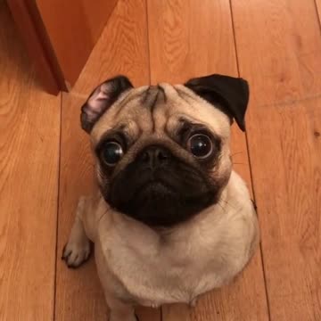 Pug Hilariously Tries To Resist The Treat