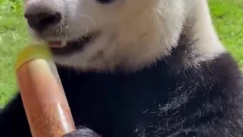 I like pandas.