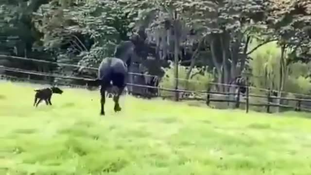 Black horse chasing dog vedio