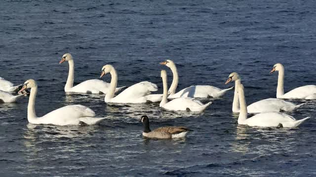 Swimming Swans video and Relaxing music