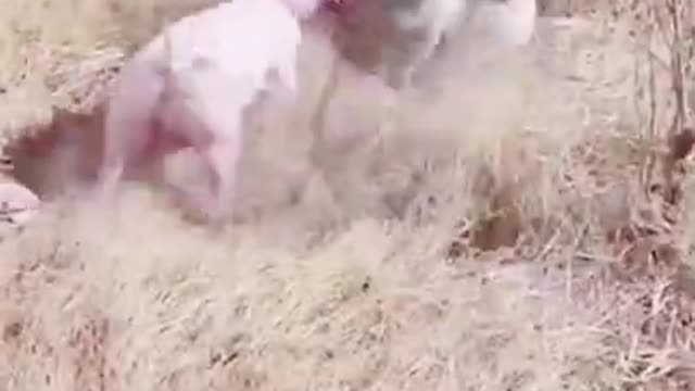 DOG VS PIG .#shorts