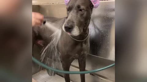 See what happens to these animals during the bath