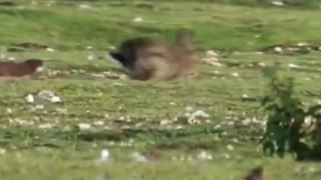 What animal is this chasing a rabbit? But it can't seem to catch the rabbit