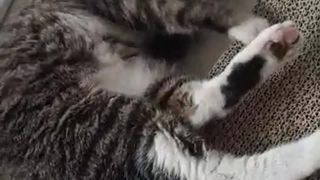 Cute Cat Wash Your Face Part 2