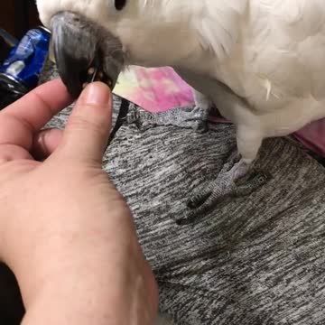 Shou Shou rolls dice