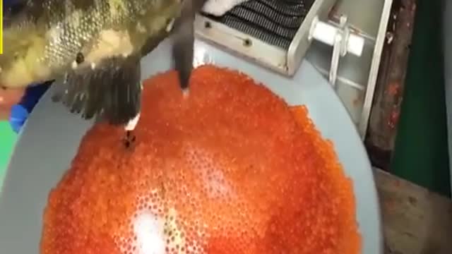 AMAZING FISH EGG HARVESTING - PROCESS TO MAKE FISH