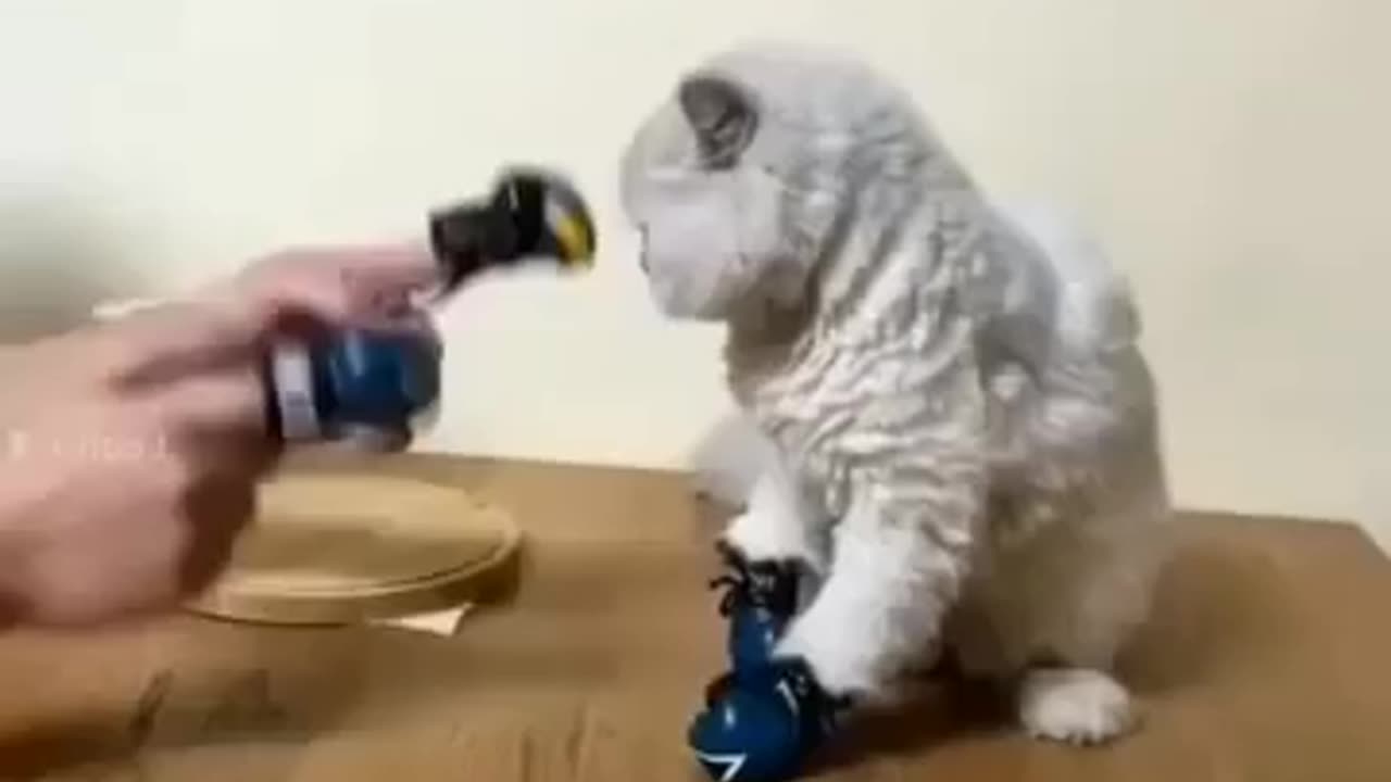 Funny_cute cat video